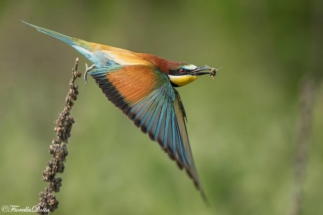 UCCELLINOFIORELLADOTTA