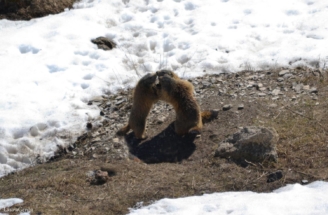 marmottetre